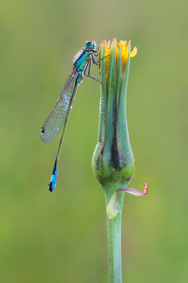 Blue-Tailed Damselfly